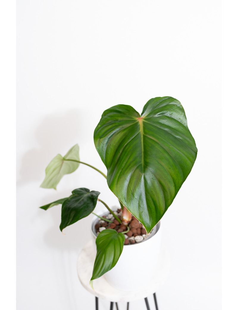Philodendron pastazanum red point