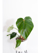 Philodendron pastazanum red point