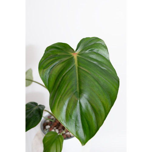 Philodendron pastazanum red point