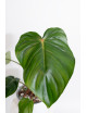 Philodendron pastazanum red point
