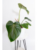 Philodendron pastazanum red point