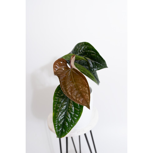 Anthurium radicans x luxurians