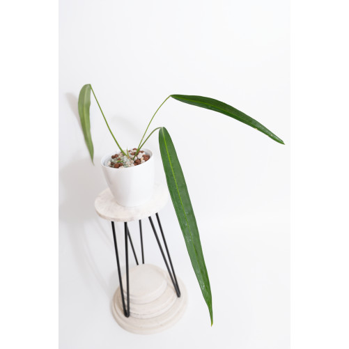 Anthurium pallidiflorum...