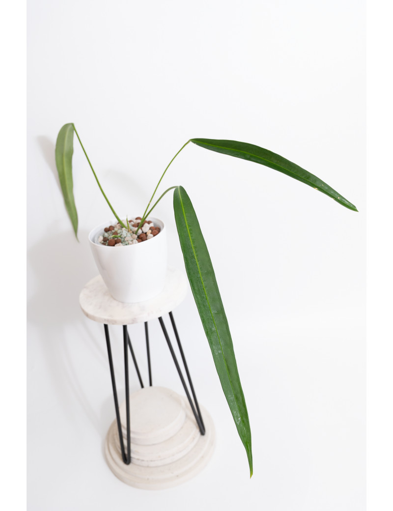 Anthurium pallidiflorum Guazhalan