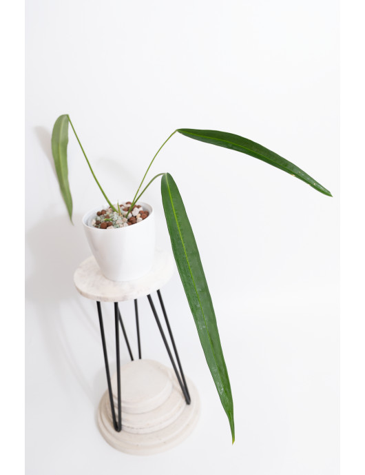 Anthurium pallidiflorum Guazhalan