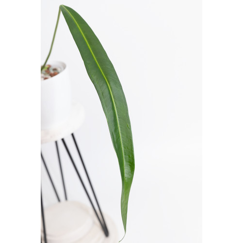 Anthurium pallidiflorum Guazhalan