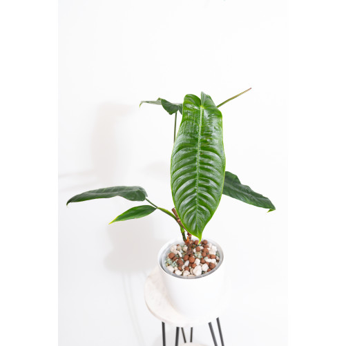 Philodendron sharoniae