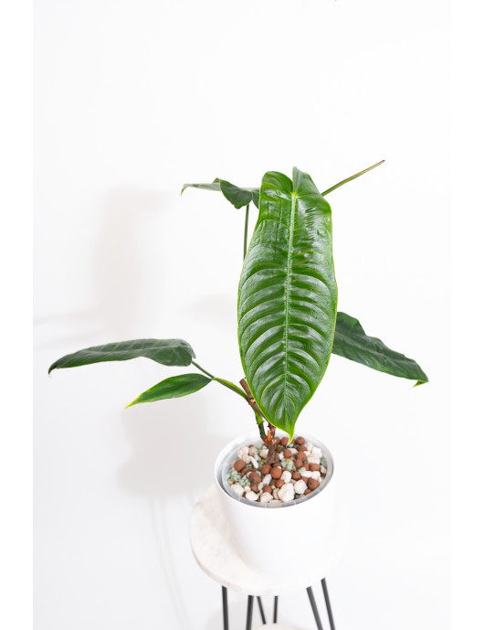 Philodendron sharoniae