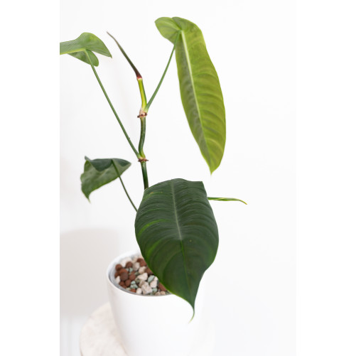 Philodendron sharoniae