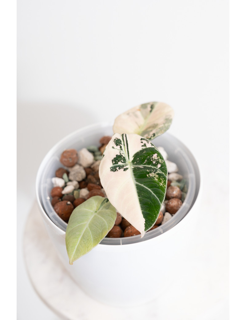 Alokazja black velvet variegata