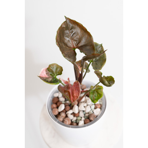 Syngonium strawberry ice...