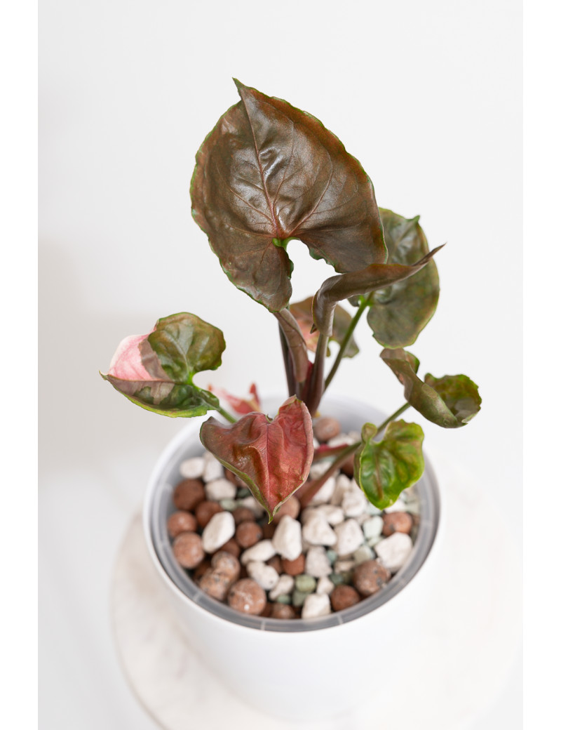 Syngonium strawberry ice galaxy