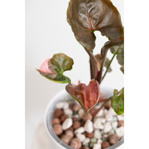 Syngonium strawberry ice galaxy