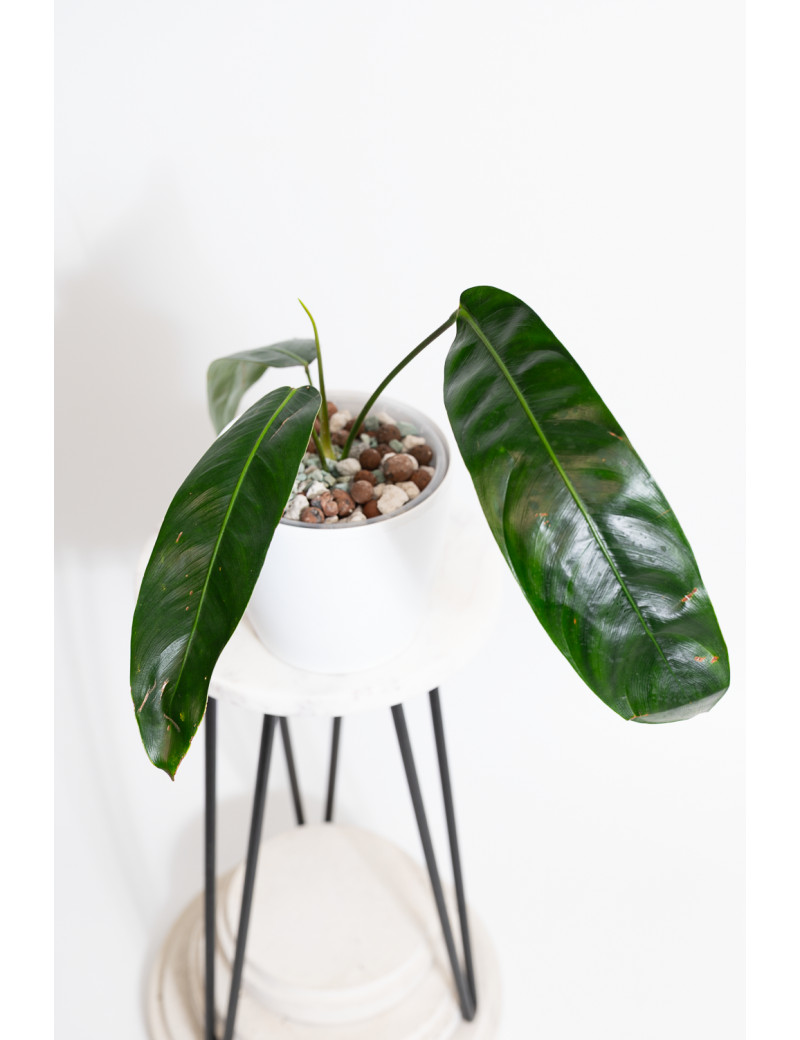 Philodendron patriciae