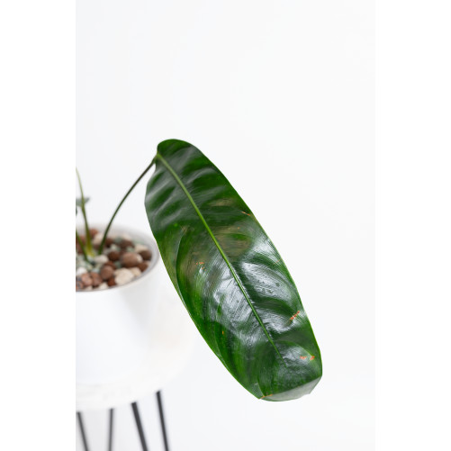 Philodendron patriciae