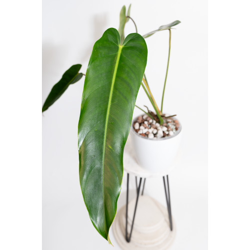 Philodendron esmeraldense x...