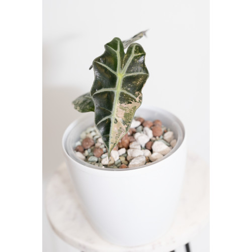 Alokazja polly variegata