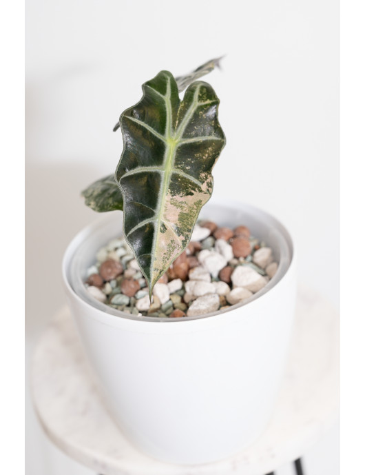 Alokazja polly variegata