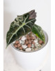 Alokazja polly variegata