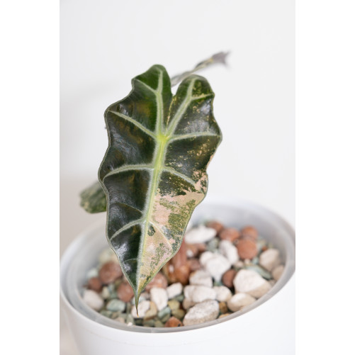 Alokazja polly variegata