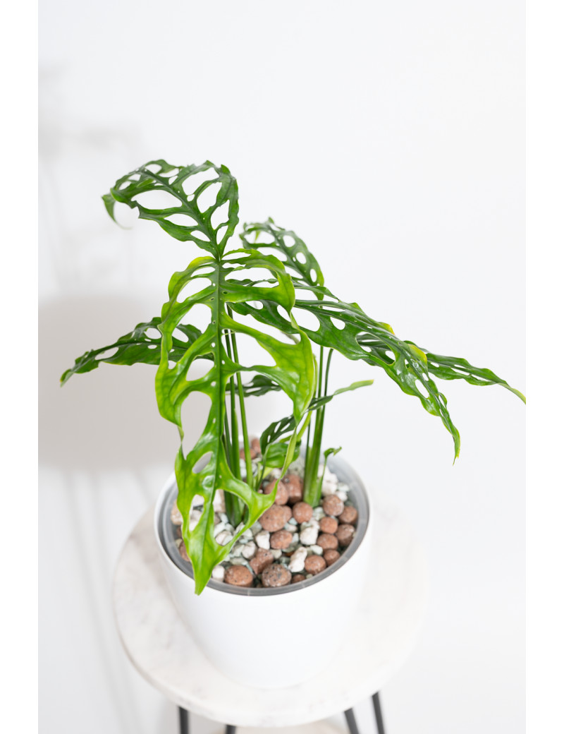 Monstera obliqua Peru