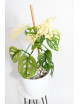 Monstera adansonii variegata