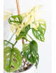 Monstera adansonii variegata