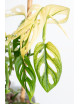 Monstera adansonii variegata