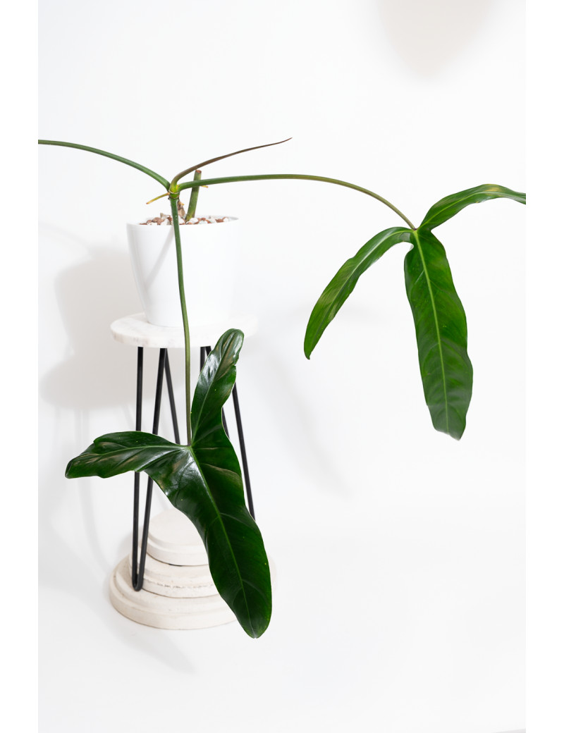 Philodendron Dayaneth dreams (Philodendron paloraense cf x spiritus-sancti)