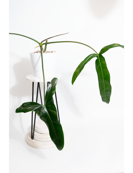 Philodendron Dayaneth...
