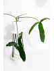 Philodendron Dayaneth dreams (Philodendron paloraense cf x spiritus-sancti)