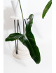 Philodendron Dayaneth dreams (Philodendron paloraense cf x spiritus-sancti)
