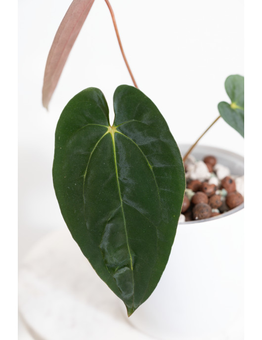 Anthurium papillilaminum