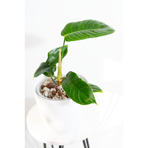 Philodendron scherberichii