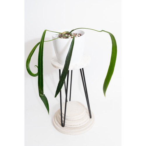 Anthurium friedrichsthalii