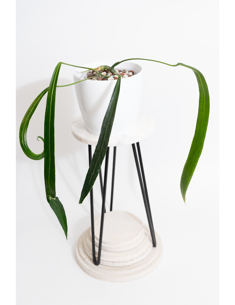 Anthurium friedrichsthalii