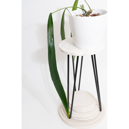 Anthurium friedrichsthalii