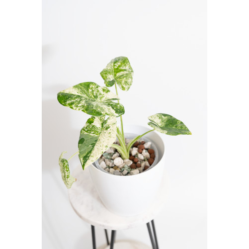 Alokazja odora white