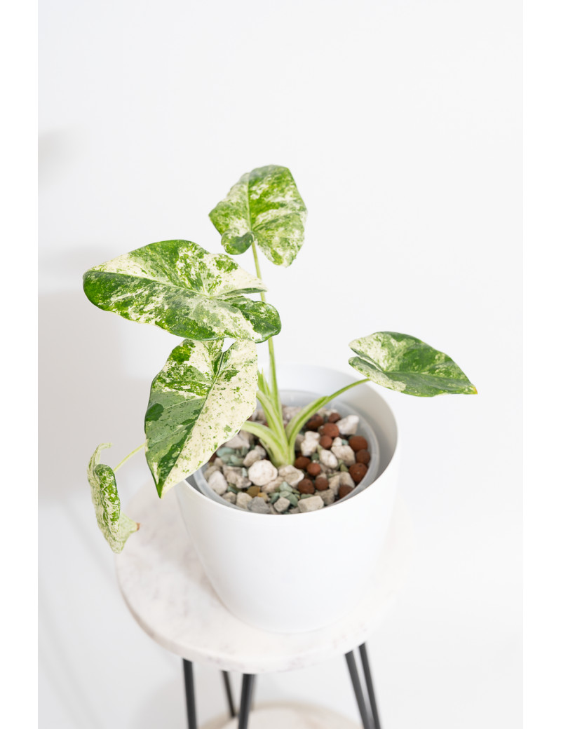 Alokazja odora white