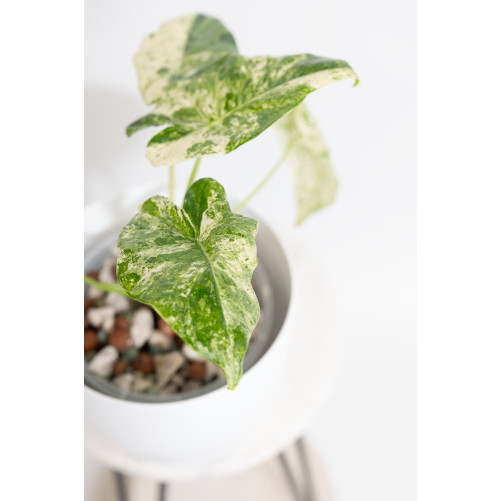 Alokazja odora white