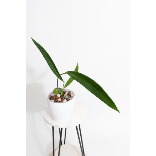 Anthurium pallidiflorum...