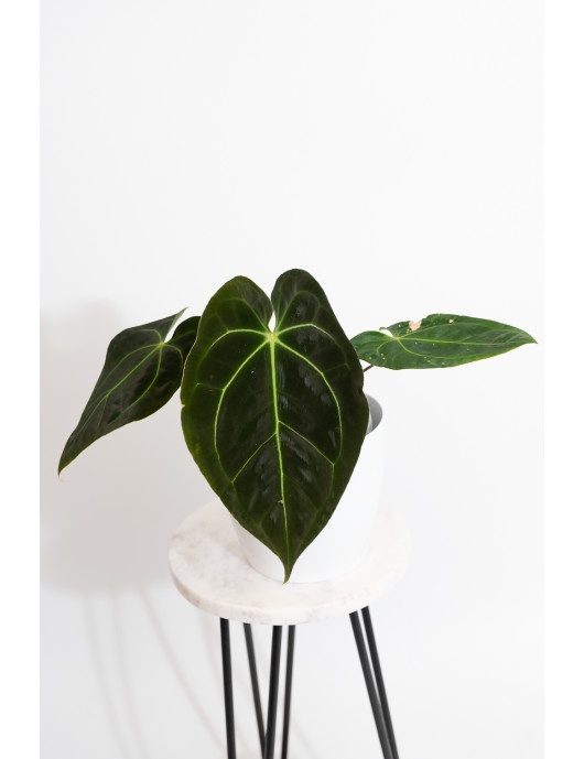 Anthurium forgetii WS x...