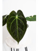 Anthurium forgetii WS x besseae aff NR