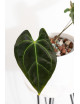 Anthurium forgetii WS x besseae aff NR