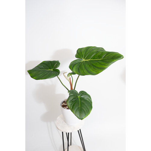 Philodendron Dean McDowell