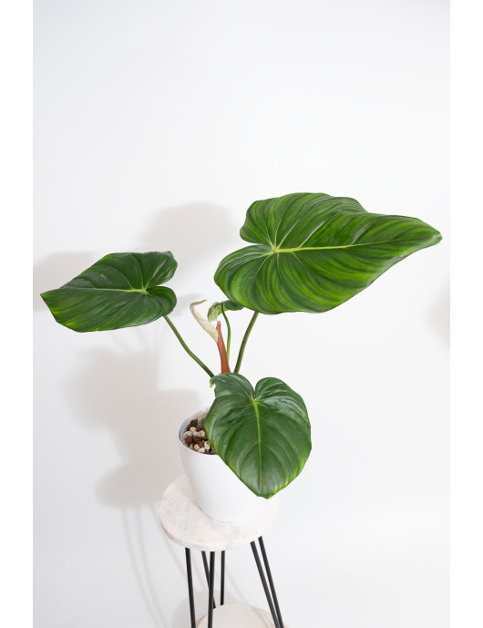 Philodendron Dean McDowell
