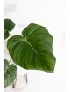 Philodendron Dean McDowell