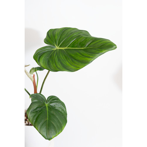Philodendron Dean McDowell