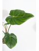Philodendron Dean McDowell