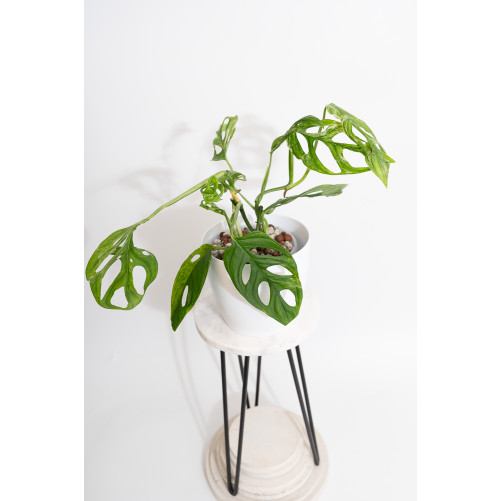 Monstera indonesian marble